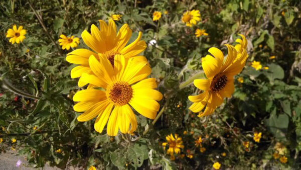 Miel Mantequilla 1 Litro