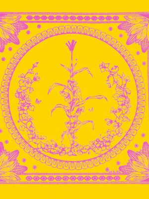 maiz-amarillo Paliacate Maiz Amarillo